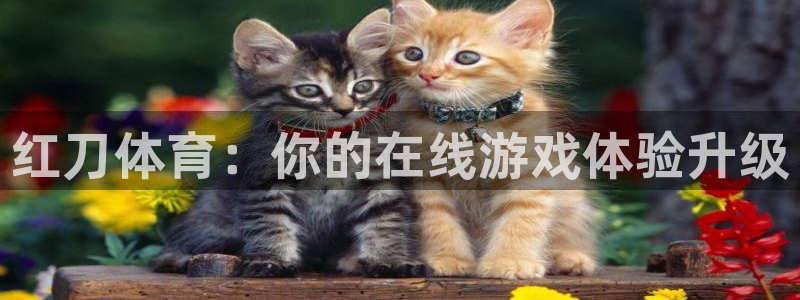 833足球直播：红刀体育：你的在线游戏体验升级